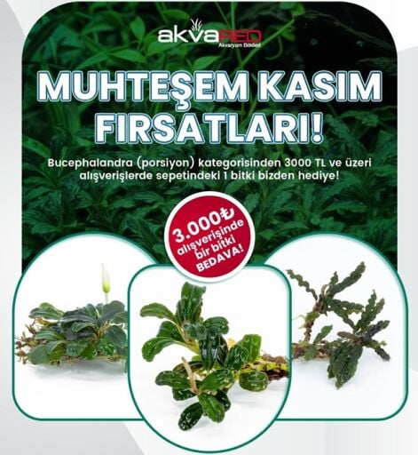 Muhteşem Kasım Fırsatları